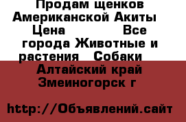 Продам щенков Американской Акиты › Цена ­ 25 000 - Все города Животные и растения » Собаки   . Алтайский край,Змеиногорск г.